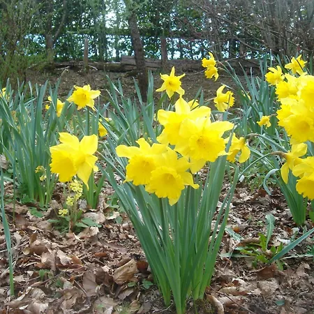 Exposition Sud Le Nid Douillet * Gérardmer