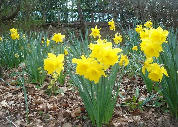 Exposition Sud Le Nid Douillet * 제라르메르